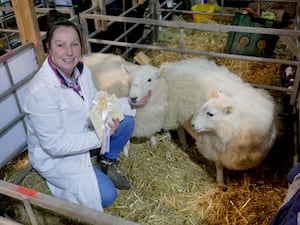  Gwen Samuel of Aberedw with their pair of Tregaron Welsh Mountain lambs which won 5th prize. They also won second prize with their crossbred mules.Gwen and her partner, Jonny Rees have two farms with about 1,000 sheep and farm with both sets of parents.