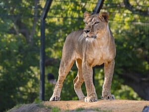 Yuna, a lioness found abandoned in Ukraine