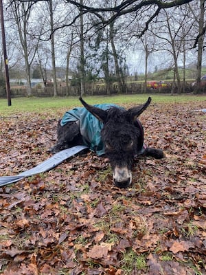 Nicky the donkey after the rescue. Picture Mid and West Wales Fire Service