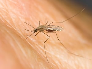 Close-up of a mosquito biting a human arm