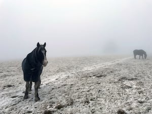 Two horse on a frosty field in the fog