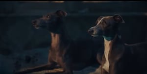 RSPCA Christmas 2024 advert