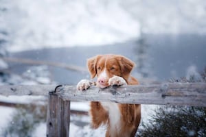 pet safety on winter walksPet 