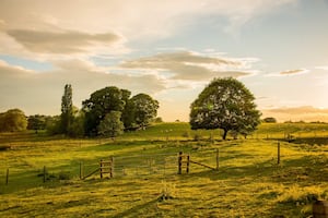 Summer afternoon on the farm.