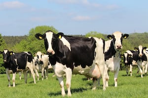 Holstein herd