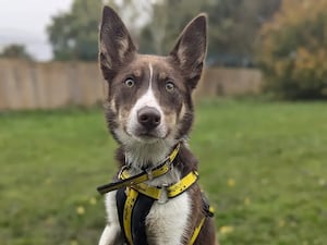 Bunsen. Photo: Dogs Trust