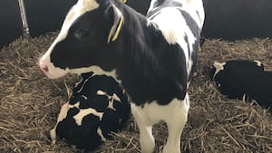 An interactive workshop examining how dairy calf rearing practices can be boosted by technology is set to be held at Harper Adams University.