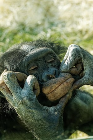 Bonobo at Twycross Zoo