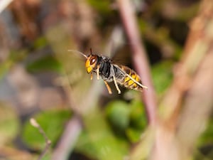 A yellow-legged or Asian hornet in flight with plants behind