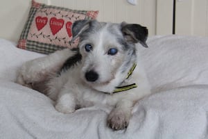 Older dogs like Pippa love the peace and quiet of Oakfield Oldies