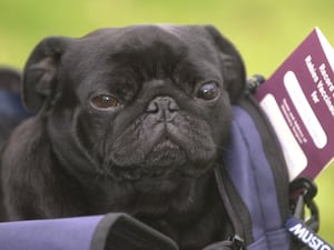 A pug dog with a pet passport