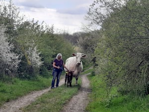 Barbara Jones with a cow and calf from the dairy herd