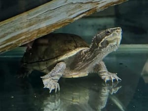 A turtle standing under a piece of wood