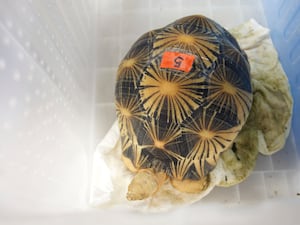 A rescued Radiated tortoise is prepared for its journey to Tanzania