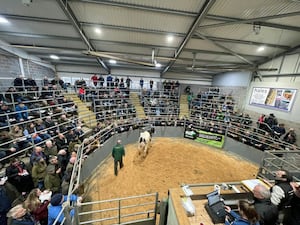 The busy sale ring at Shrewsbury Auction Centre.

 