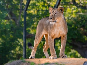 A young female lion stood on a rock in her enclosure