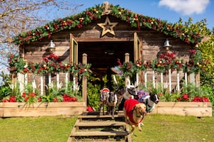 The Dog House bringing more festive cheer (and tears!) this December