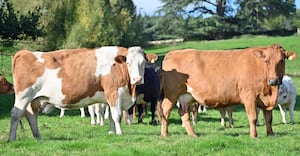 The commercial suckler herd at Apley Estate 