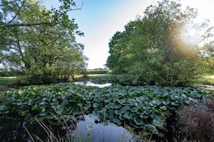 Lily ponds in the garden. Picture: Rightmove and Roger Parry & Partners.