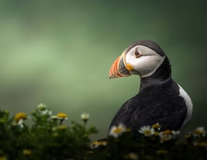 Anwen Whitehead, 15, from Aberystwyth was the overall winner this year with her image of a puffin titled ‘Daydreaming in the chamomiles’. 