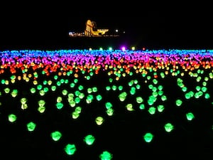 A field of colourful illuminated roses, with a helter skelter in the background, part of Luminate Sandringham on the King's Norfolk estate