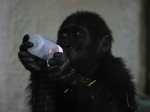 Zeytin, a five-month-old gorilla, drinks milk at an Istanbul zoo