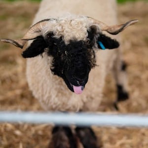 Sheep at Park Hall