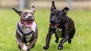 Jack and Poppy were saved by RSPCA staff at Gonsal Animal Rescue Centre in Shropshire