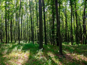 Planting the right kind of trees in the right place can help farms be resilient to climate change (Forestry Commission/PA)