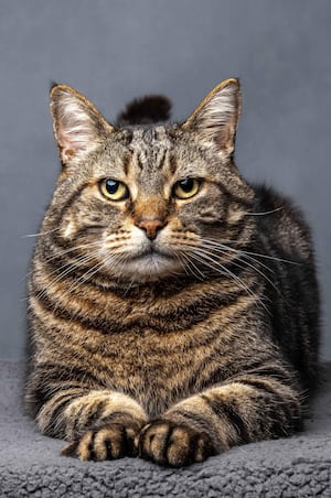 Jamie secured victory in the Pet Portraits category with her picture of her 13-year-old cat Humbug, titled ‘Not Impressed’. 