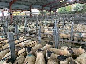 The weekly sheep sale at Bishop's Castle.

 