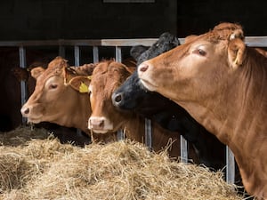 Beef farmers could finish their cattle quicker and more efficiently thanks to a new feed launched by Carr’s Billington.