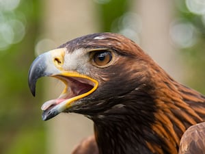 Eagle