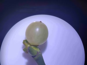 A mistletoe berry under a microscope