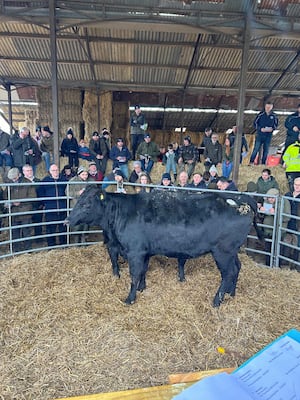 Cattle from the commercial suckler herd sold on Saturday.