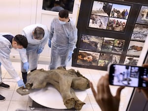 Scientists believe that Yana was one year old when she died. (Michil Yakovlev, Mammoth Museum at the Russian North-Eastern Federal University telegram channel via AP)