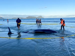 New Zealand Whale Stranding