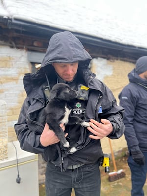 A member of Staffordshire Police with one of the puppies surrendered