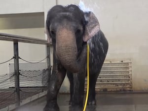 Mary showering with a water hose at Berlin Zoo