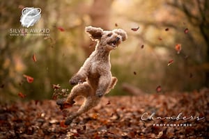 Chambers Photographic's silver award winning image 'Leafy Leap'