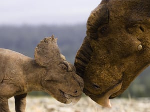 An adult and baby Pachyrhinosaurus nuzzling each other in a first-look image from the new BBC series of Walking With Dinosaurs