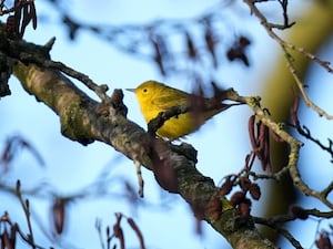 The yellow warbler from North America sits in an alder tree near New Hythe in Kent