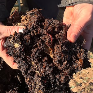 Compost at the Care Farm. There were lots of worms to the delight of Care Farm members. 