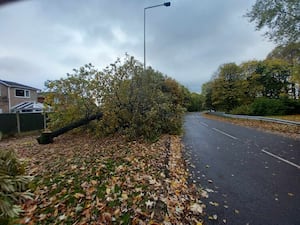 Tree cut down in Telford. Picture: Luci Creed