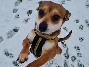 Cody. Photo: Dogs Trust