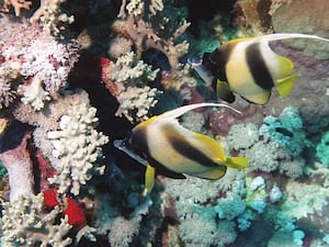 Horn Antenna Butterfly Fish by the Red Sea Coral Reef