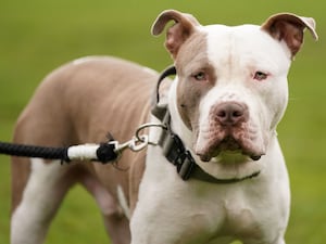 An XL bully dog