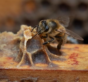  Ian Garnham  with  Honey Bee was second.