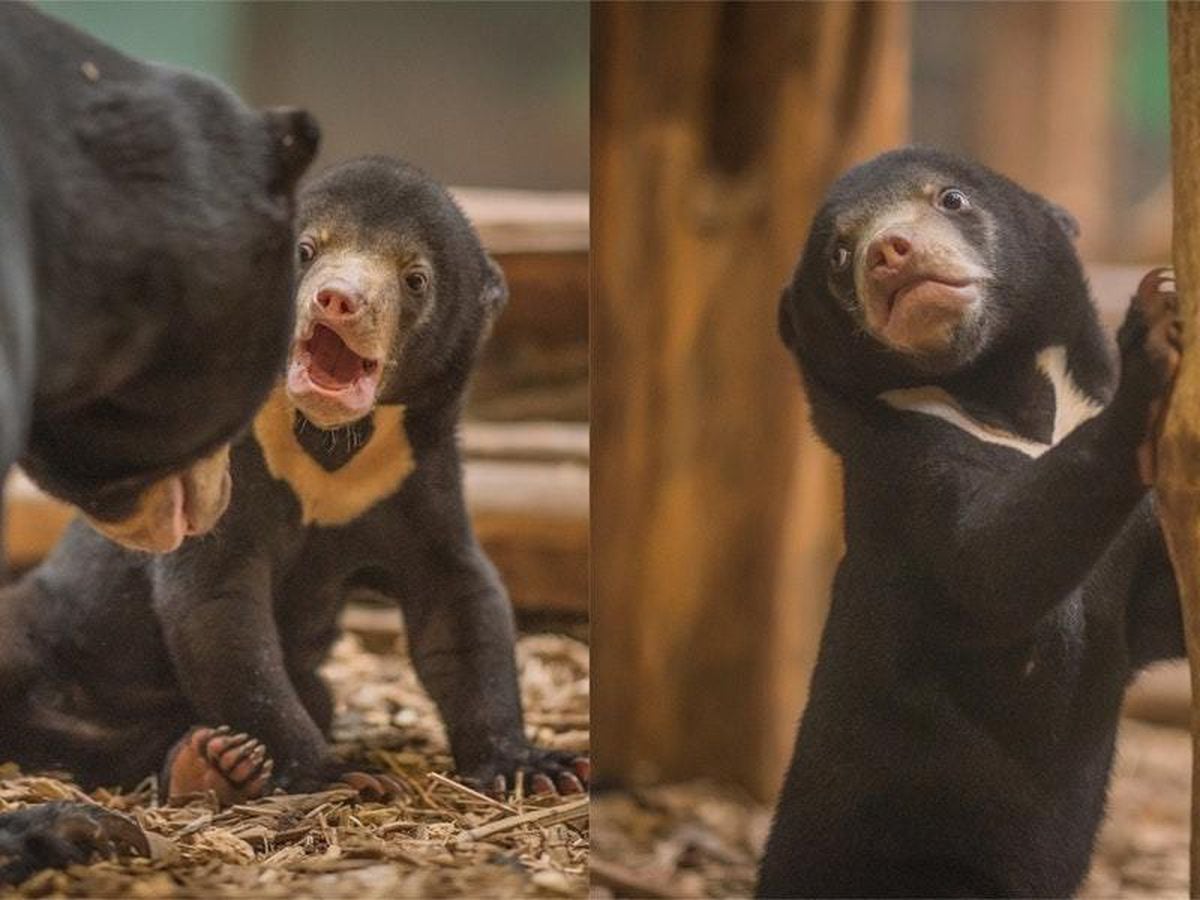 The UK’s first baby sun bear has been given an incredibly apt name