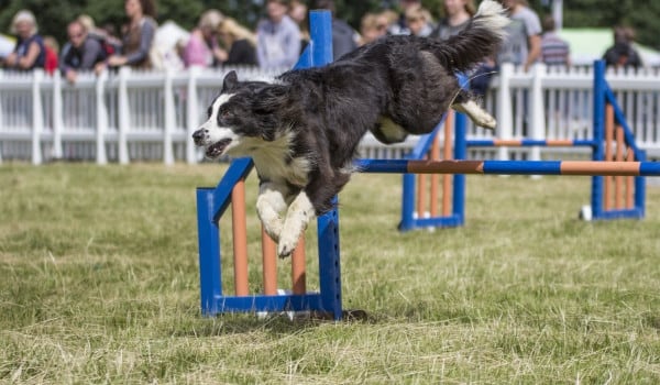 Top 10 activities to enjoy at Dog Fest 2017 | Shropshire Star